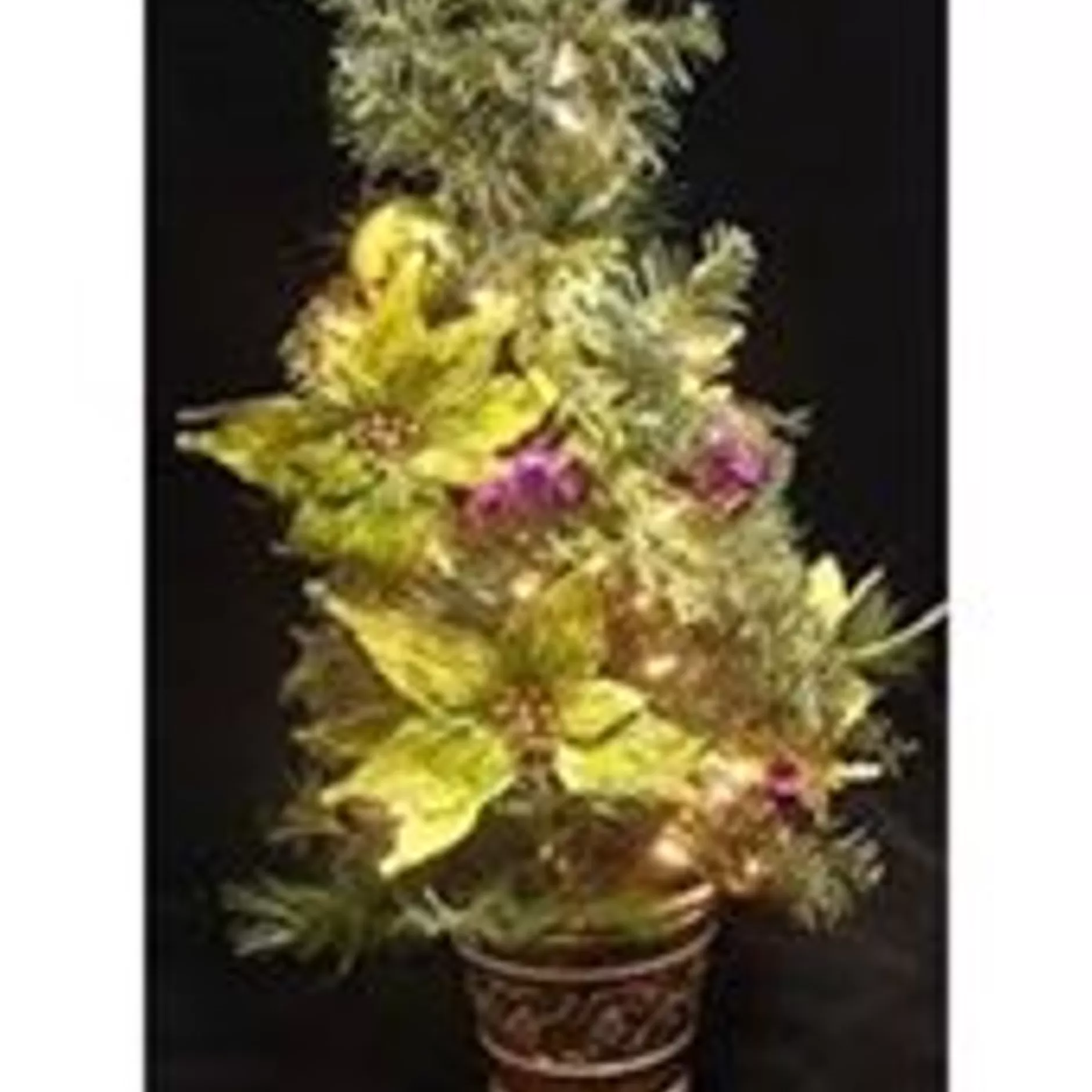 Clearance 2.5' Pre-Lit Potted Lime Green Poinsettia Pine Slim Artificial Christmas Tree - Clear Lights Potted
